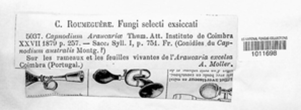 Polychaetella araucariae image